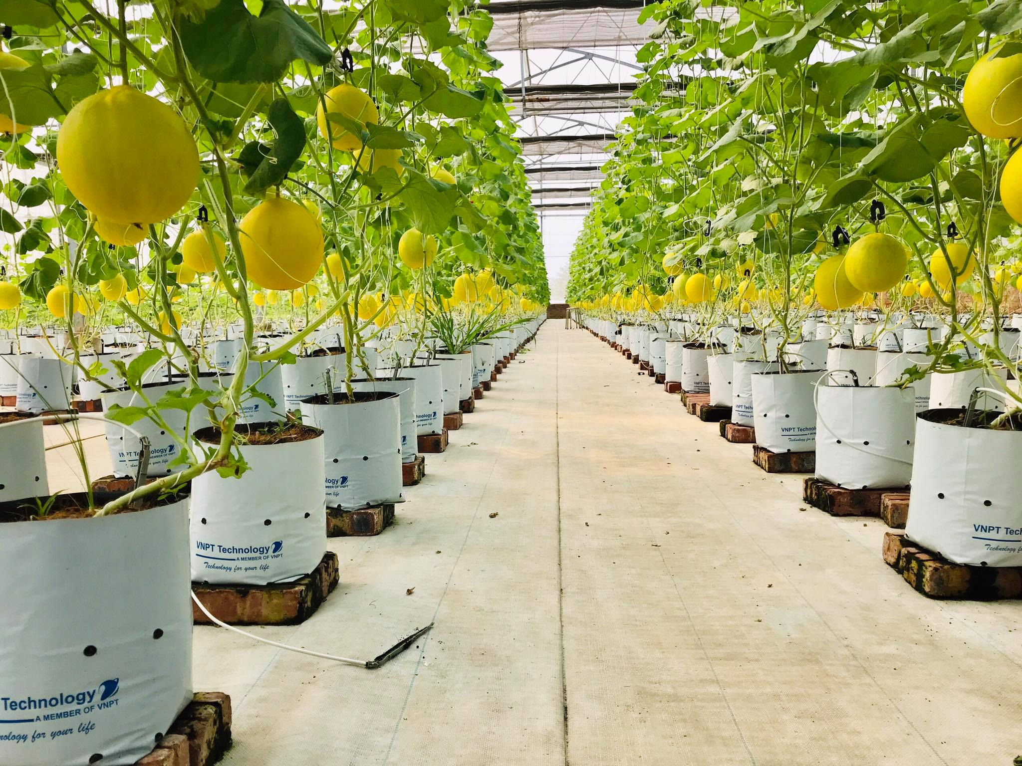 Chuyển đổi số nông nghiệp và tầm nhìn từ VNPT