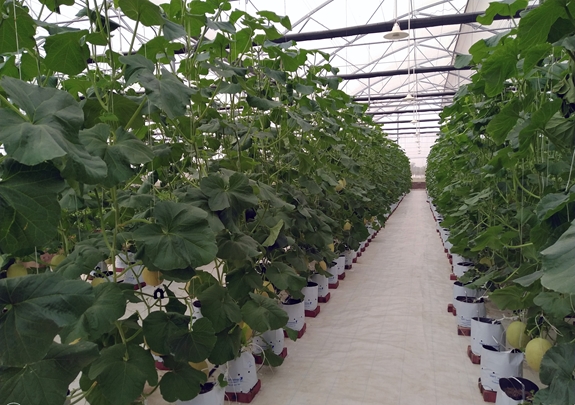 VNPT xây dựng giải pháp thông minh hỗ trợ ngành nông nghiệp